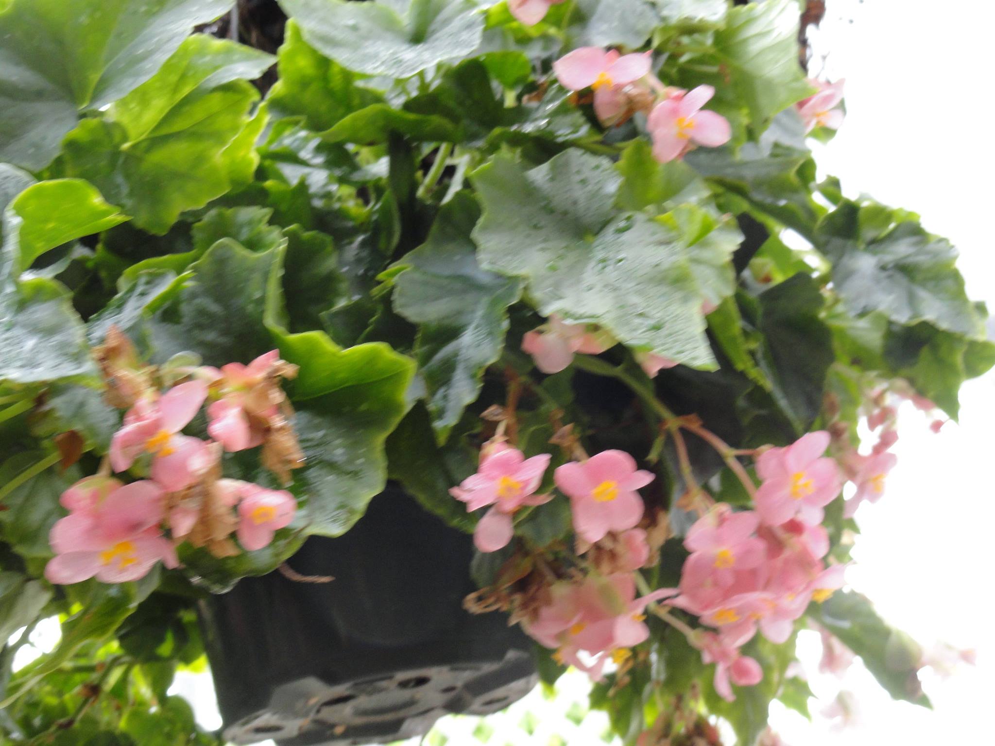 B. ‘Ann Johnson’